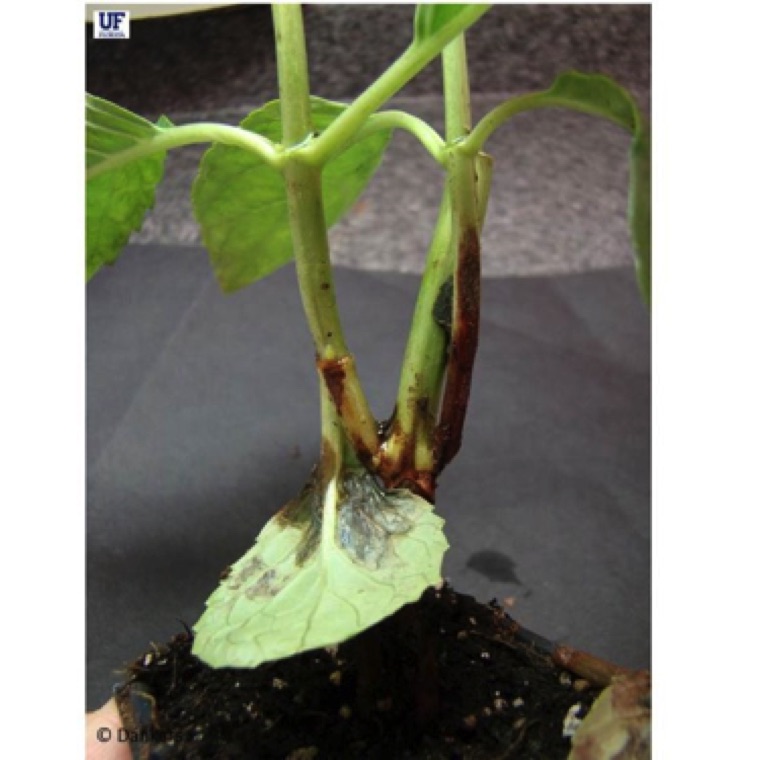 Another common symptom of this disease is the cutting rot. Water-soaking on the leaves can be seen on the infected plants